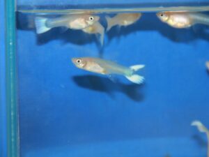 Guppy femelle blanc 3-4cm