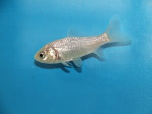 Witte goudvis 07-10cm