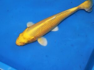 N°035 photokoi 2021 20-25cm