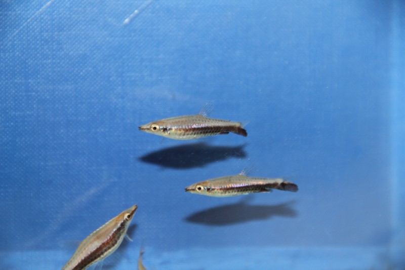 pencill fish