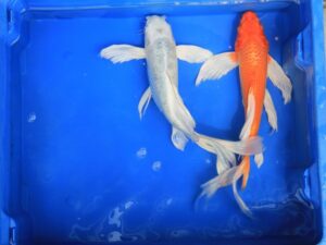 Koi papillon ogon orange & blanc 25-30cm lot de 2 poissons (aussi possible en jaune)