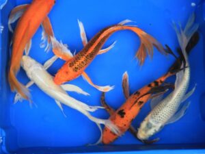 Koi papillon mix 25-30cm lot de 5 poissons