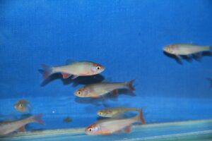 Lire la suite à propos de l’article Poisson idéal pour les petites parties d&rsquo;eau