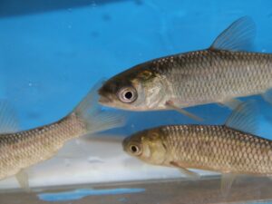 Carper herbivore vert, lot d’avantage de 5 poissons  (age de 2 ans 15-20cm)