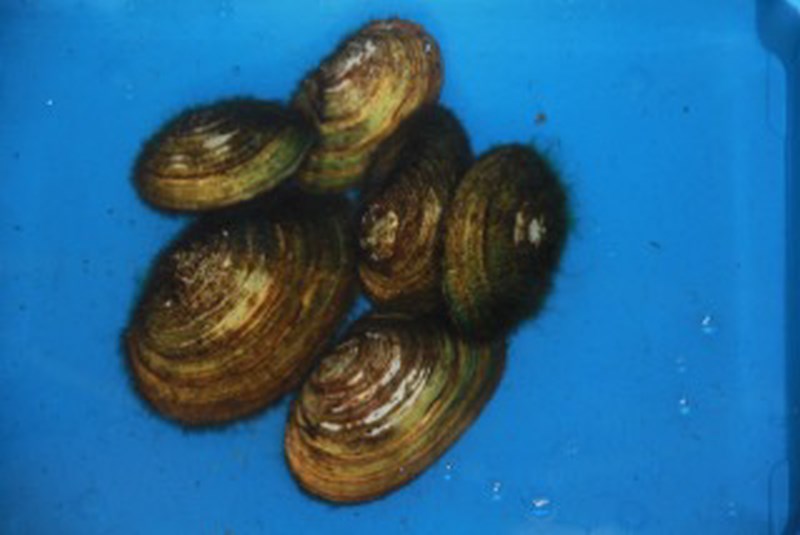 Zoetwater mossel