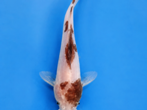 Clarias batrachus 8-12cm