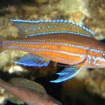 Nieuwe Tanganyika cichlide : Parachyprichromis nigripinis “blue neon”