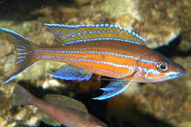 Je bekijkt nu Nieuwe Tanganyika cichlide : Parachyprichromis nigripinis “blue neon”