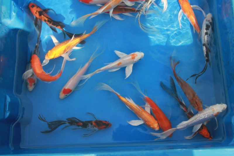 You are currently viewing Nouveaux koi & poissons pour bassin