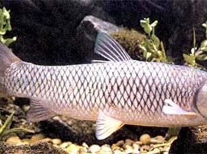 Carpe herbivore 6-12cm (poissons de 1 an de age)