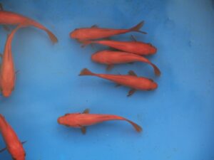 Goudvis rood 07-10cm partij van 20 vissen