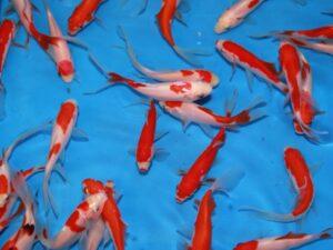 Sarasa 12-15 cm lot de 6 poissons