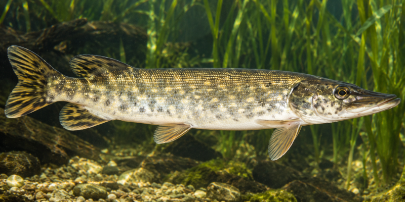Snoek