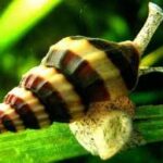 🎉 Offre Spéciale : -50% de Réduction sur les Escargots Helena ! 🐌
