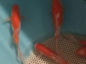 Sarasa sélectionné pour son rouge vif et ses queues extra longues, lot de 6 poissons de 15 à 20 cm