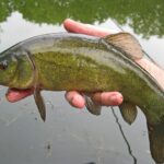🐟 De laatste 2 weken van juli wordt er enkel geleverd op vrijdag, afhalingen bij ons op de zaak blijft mogelijk na telefonische afspraak op 0498 56 43 21, we wensen iedereen een fijne vakantie toe! 🚚🌞