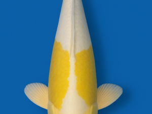 Doitsu hariwake koi 13-15cm (Wit met gele kleuren en lederhuid)