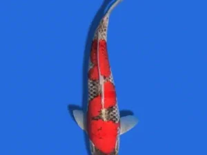 Goshiki 13-15cm (Vijfkleurige Japanse koi)