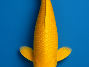 Yamabuki koi Japon couleur or
