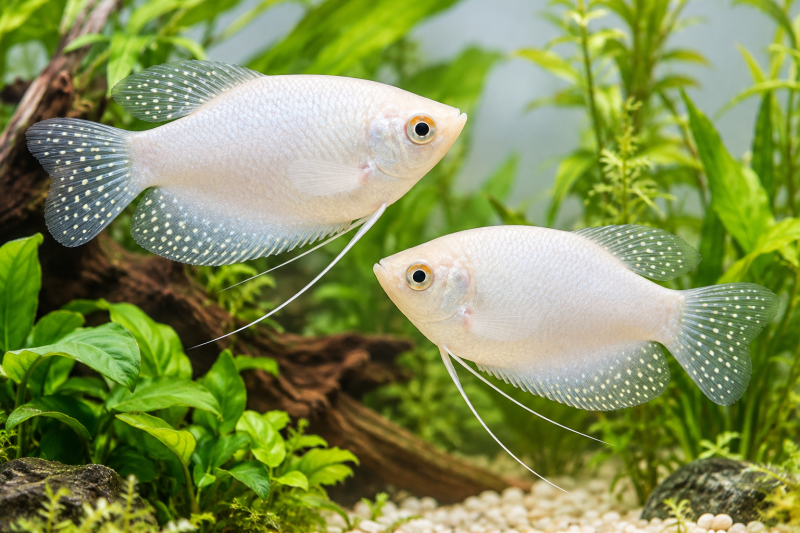 Trichopodus trichopterus