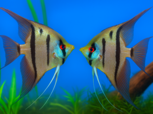 Rio Nanay scalaire couple (lot de 2 poissons