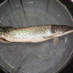 Communication importante : livraison de brochets pendant la période hivernale