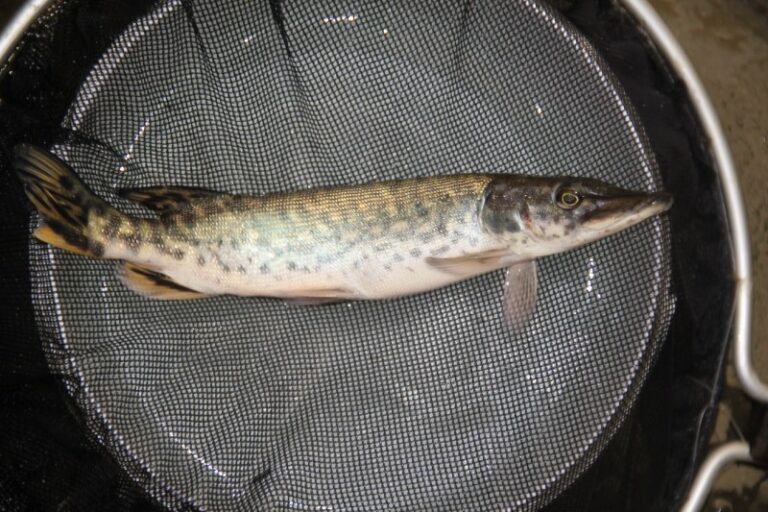 Je bekijkt nu Belangrijke mededeling: levering van snoek in de winterperiode