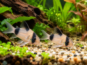 Corydoras panda 3-4cm (partij van 2 vissen)