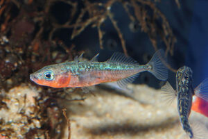Lire la suite à propos de l’article 🐟 Les épinoches adultes sont de nouveau disponibles ! 🐟