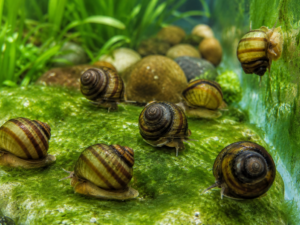 10 escargots des marais pour l&rsquo;étang – Des mangeurs d&rsquo;algues naturels (Viviparus viviparus)