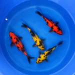 🍂 De magnifiques poissons rouges aux couleurs chatoyantes sont arrivés pour l&rsquo;automne !