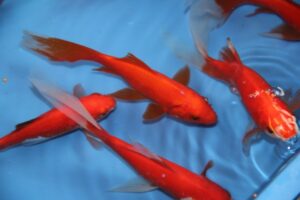 Lees meer over het artikel 🐟 GROTE GOUDVISSEN AAN HALVE PRIJS! 🍂