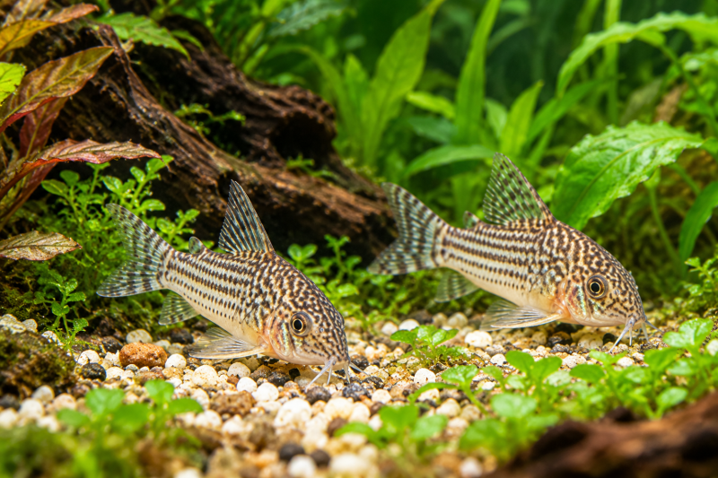 Sterbai cory