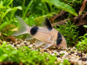 Corydoras panda