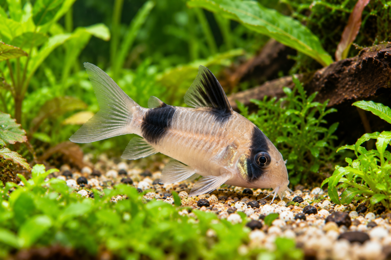 panda cory